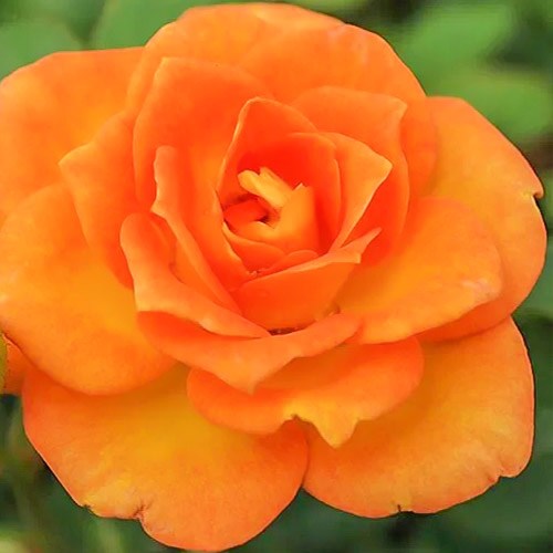 1 none, Róża wielkokwiatowa Orange Delight - Sadzonki: Ilość w opakowaniu: 1 none