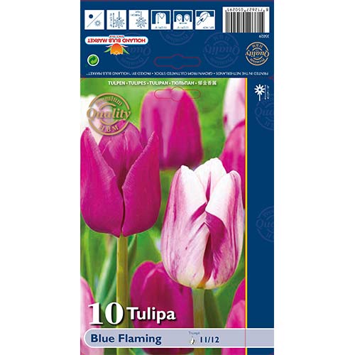 10 szt., Tulipan Blue Flaming, mix kolorów - Cebule: Ilość w opakowaniu: 10 szt.