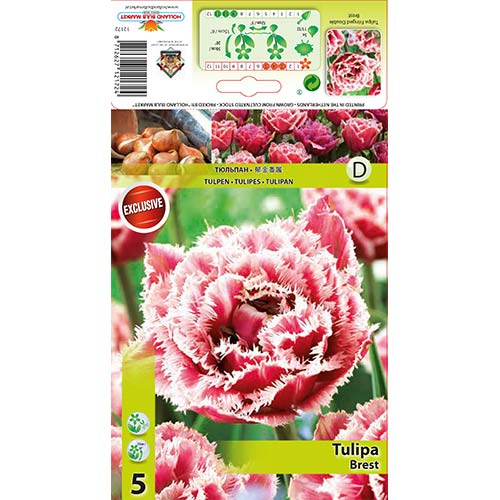 5 szt., Tulipan strzępiasty Brest - Cebule: Ilość w opakowaniu: 5 szt.