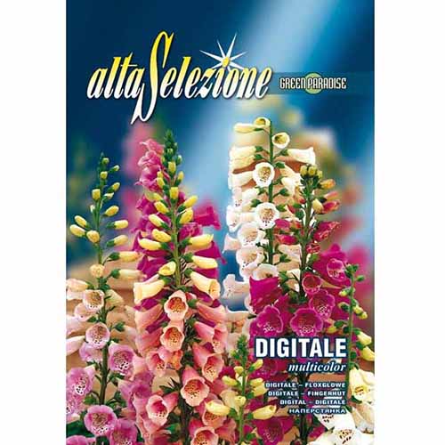 1 pac, Degețel (Digitalis) mix multicolor - Semințe: Mod de ambalare: 1.5 g