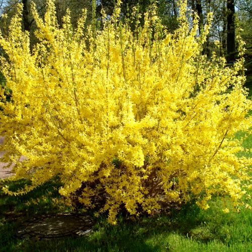1 buc, Forsythia Gold Zauber - : Mod de ambalare: 1 buc