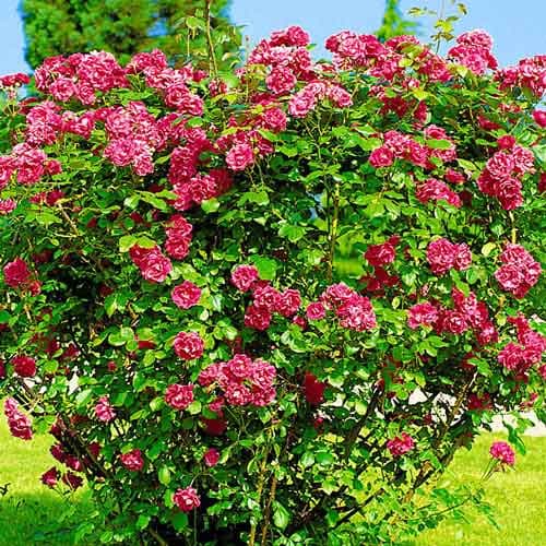 1 buc, Trandafir de dulceață (Rosa rugosa) - Răsaduri: Mod de ambalare: 1 buc