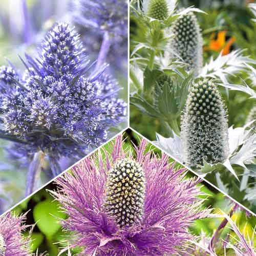 3 db, Hihetetlen ajánlat! Iringó (Eryngium), 3 fajtából álló készlet - Évelő: Mod de ambalare: 3 db