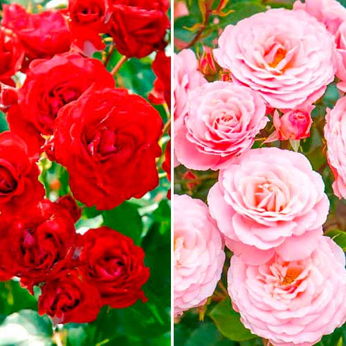 Akciós csomag! Floribunda rózsák Duó, 2 fajtából álló készlet - Palánták: Mod de ambalare: 2 db