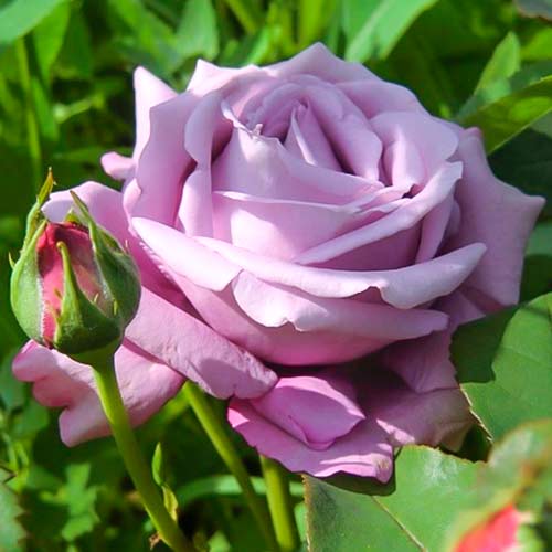 1 Pflanze(n), Edelrose RosaBlue Monday , C5 - Setzlinge: Ilość w opakowaniu: 1 Pflanze(n)