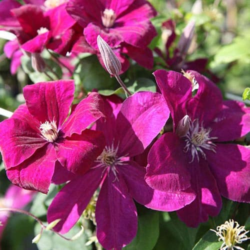 1 Pflanze(n), Clematis Rouge Cardinal - Setzlinge: Ilość w opakowaniu: 1 Pflanze(n)