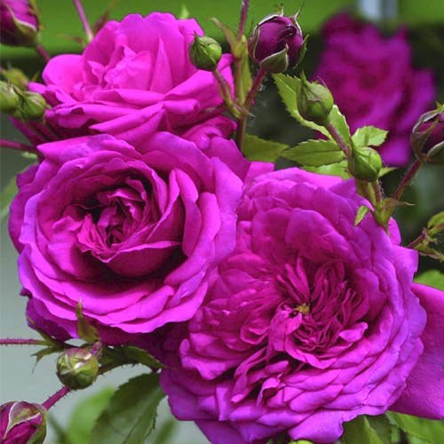 Rosa trepadora Laguna , C5 - Plántulas: Ilość w opakowaniu: 1 plantas