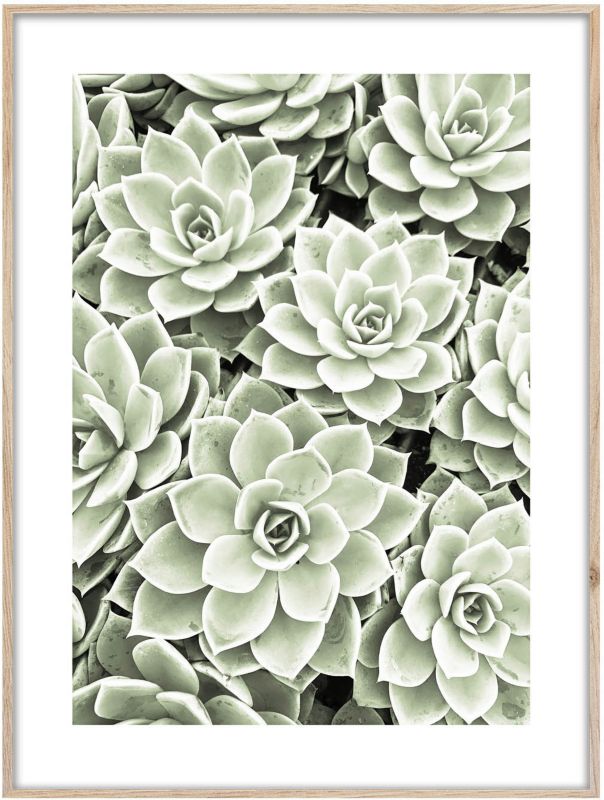 Obraz Artbox Echeveria 50 x 70 cm