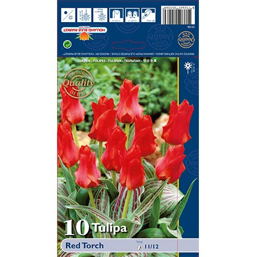 10 szt., Tulipan Greiga Red Torch - Cebule: Ilość w opakowaniu: 10 szt.