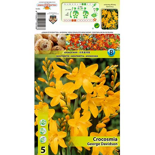 5 szt., Krokosmia George Davidson - Cebule: Ilość w opakowaniu: 5 szt.