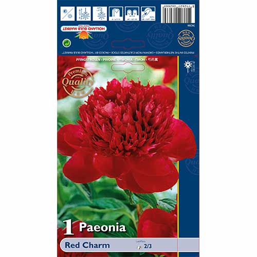 1 szt., Piwonia Red Charm - Cebule: Ilość w opakowaniu: 1 szt.