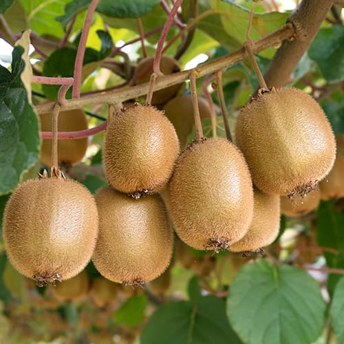 1 buc, Mini kiwi Jenny, P9 - Răsaduri: Mod de ambalare: 1 buc