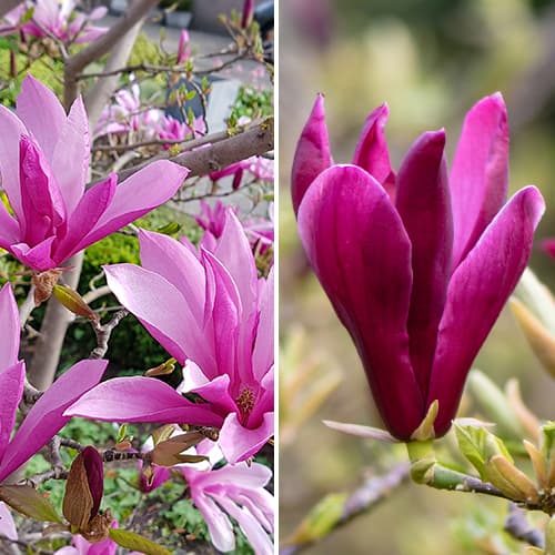 2 buc, Ofertă specială! Magnolia Duo, set de 2 soiuri - Răsaduri: Mod de ambalare: 2 buc