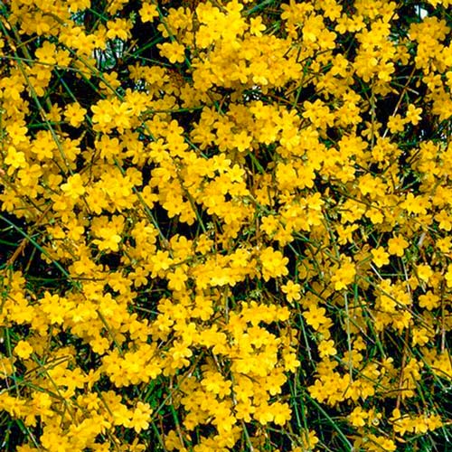 1 buc, Forsythia Weber's Bronx - : Mod de ambalare: 1 buc