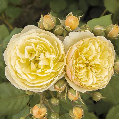 1 szt, Rózsa floribunda Citronchello , С3 - Palánták: Mod de ambalare: 1 db