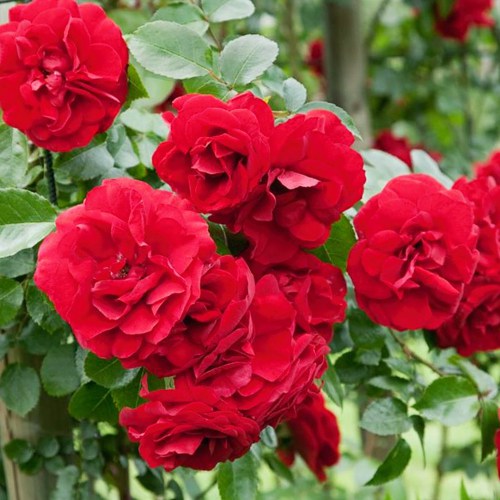 1 db, Rózsák Raspberry Royale - Palánták: Mod de ambalare: 1 db