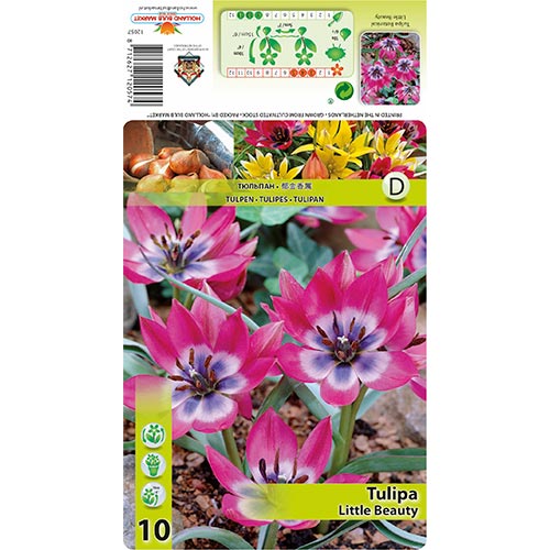 10 db, Tulipán Little Beauty - Hagymák: Mod de ambalare: 10 db
