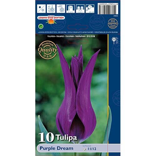10 Stück, Tulpe Purple Dream - Blumenzwiebeln: Ilość w opakowaniu: 10 Stück