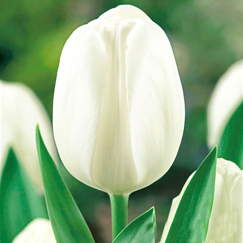 10 Stück, Tulpe Andre Citroen - Blumenzwiebeln: Ilość w opakowaniu: 10 Stück