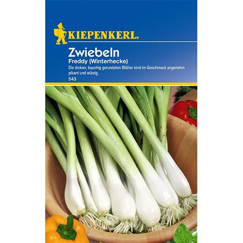 1 szt, Zwiebel Freddy (Winterhecke) - Samen: Ilość w opakowaniu: 1 Stück
