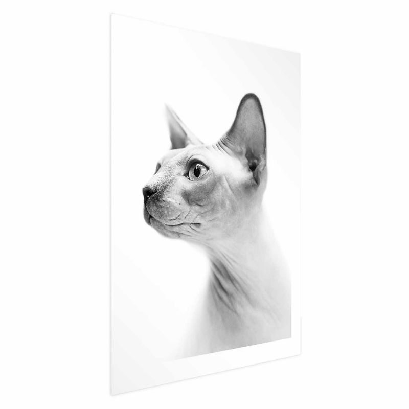 Plakat Artgeist bezwłosy kot 29,7x42 cm bez ramy 1 szt