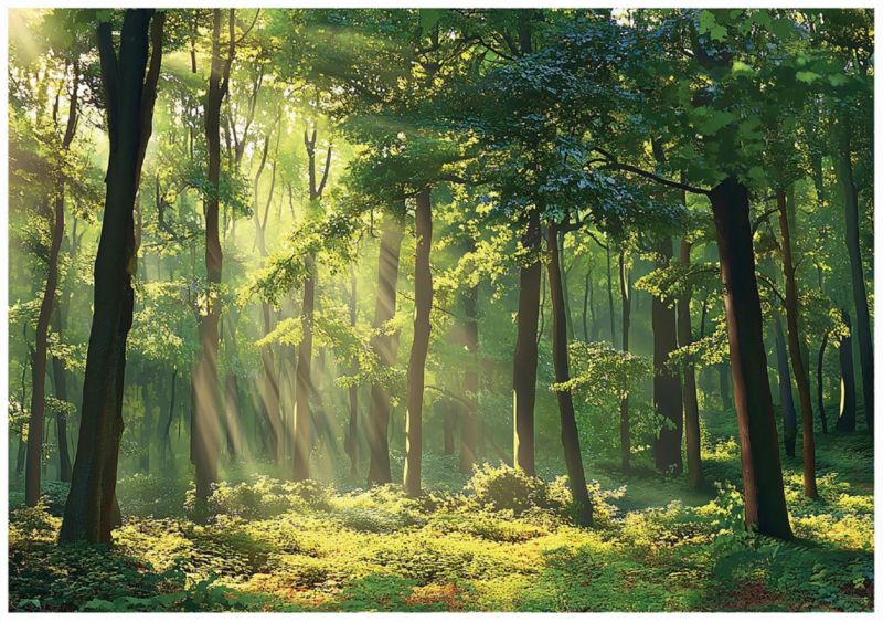 Fototapeta Na Flizelinie WALLARENA 350x250 cm Tapeta 3D Do Sypialni Salonu Las Natura 1 szt.