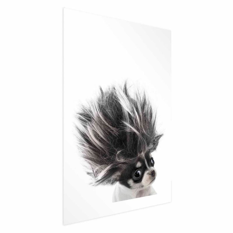 Plakat Artgeist Chihuahua 21x30 cm bez ramy 1 szt