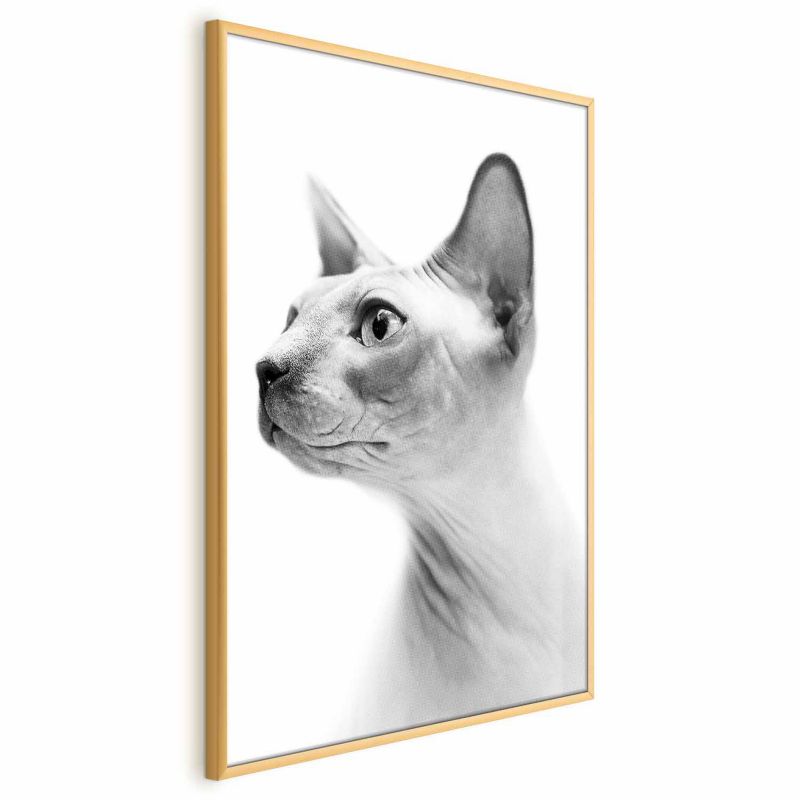 Plakat Artgeist bezwłosy kot 40x60 cm z ramą złotą 1 szt