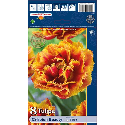 8 szt., Tulipan strzępiasty Crispion Beauty - Cebule: Ilość w opakowaniu: 8 szt.