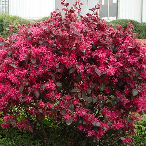 1 sadz, Loropetalum Black Pearl - Sadzonki: Ilość w opakowaniu: 1 sadz