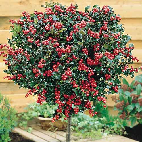 1 buc, Ilex Blue Angel - Răsaduri: Mod de ambalare: 1 buc