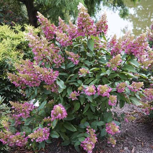 1 buc, Hortensia paniculată Pinky Winky PBR, C7,5 - Puieți: Mod de ambalare: 1 buc