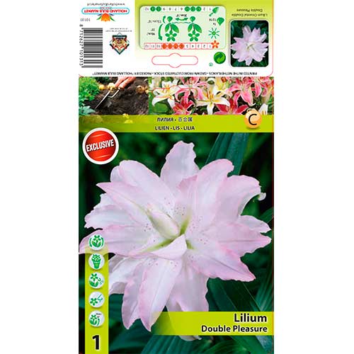 1 buc, Crin Double Pleasure - Bulbi: Mod de ambalare: 1 buc
