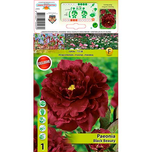 1 cib, Pivoňka Black Beauty - : Monžstvo balíkov: 1 cib