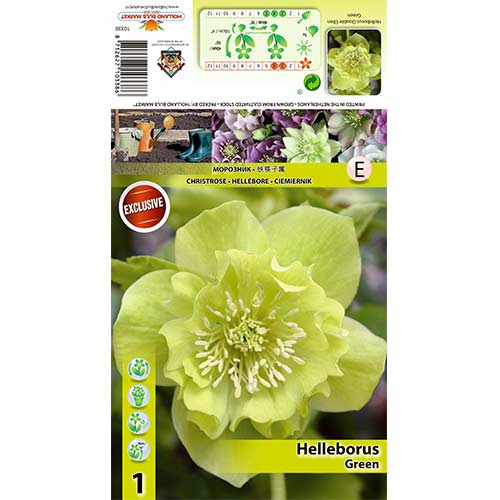 1 cib, Čemeřice Double Ellen Green - : Monžstvo balíkov: 1 cib