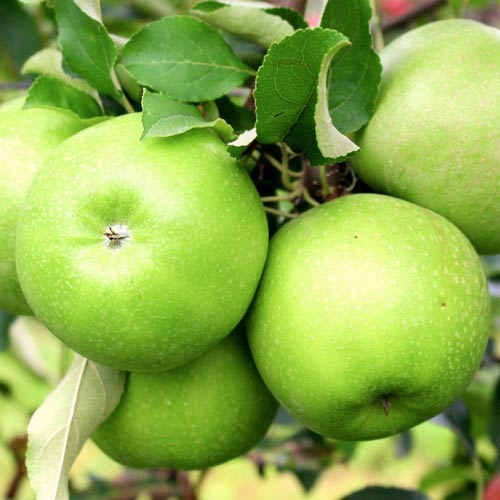 1 saz, Jabloň Granny Smith, С2 - : Monžstvo balíkov: 1 saz