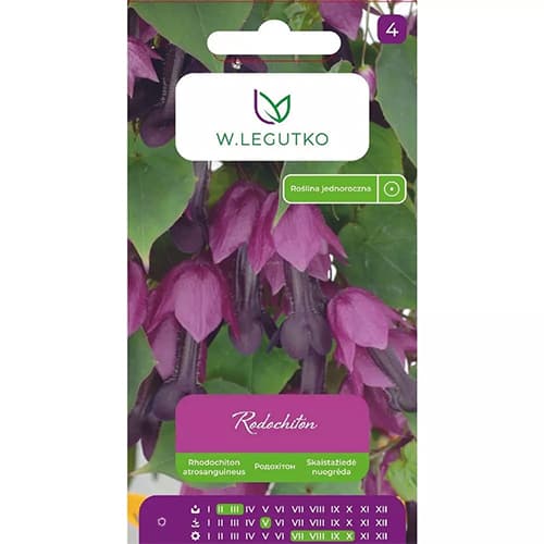 1 szt, Harang szőlő (Rhodochiton) - Magok: Mod de ambalare: 6 db