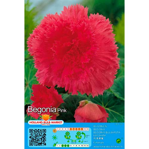 1 szt, Begonie Double Pink - Stauden: Ilość w opakowaniu: 2 Stück