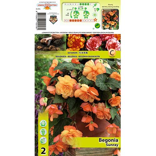 1 szt, Begonie Picotee Cascade Sunray - Stauden: Ilość w opakowaniu: 2 Stück