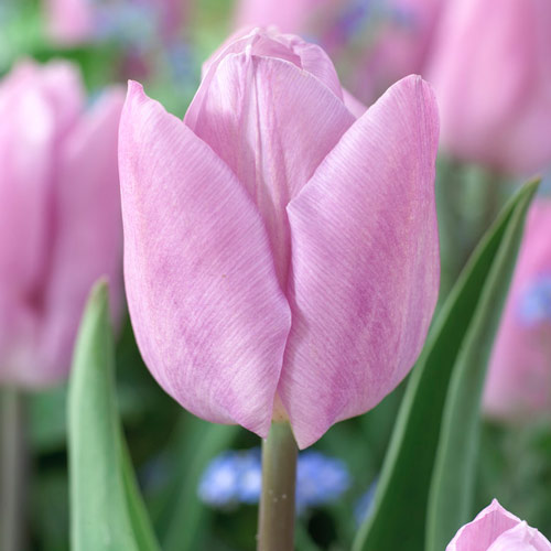 5 Stück, Tulpe Candy Prince - Blumenzwiebeln: Ilość w opakowaniu: 5 Stück
