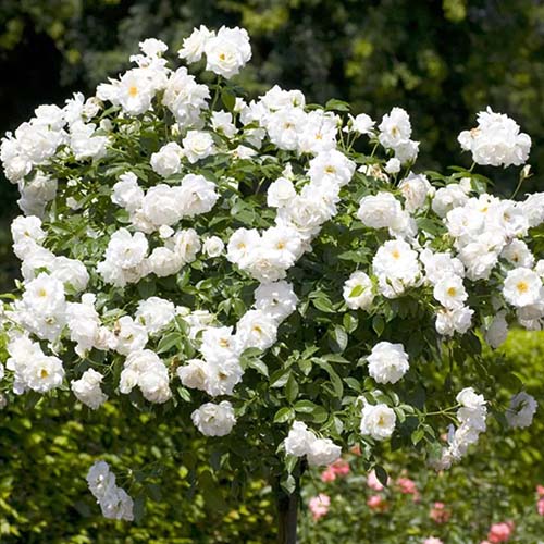 1 Pflanze(n), Rose Schneewittchen , C3 - Setzlinge: Ilość w opakowaniu: 1 Pflanze(n)