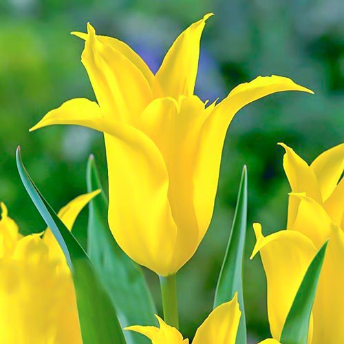 8 Stück, Tulpe Dancing Show - Blumenzwiebeln: Ilość w opakowaniu: 8 Stück