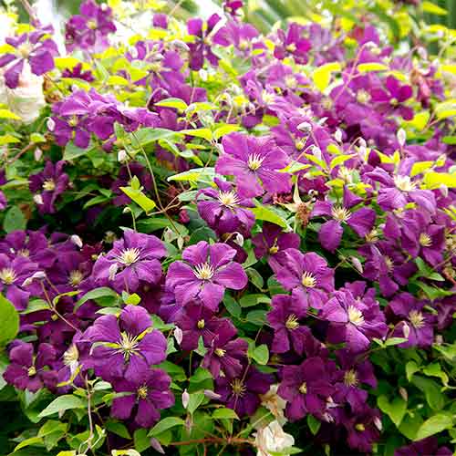 1 Pflanze(n), Clematis Etoile Violette - Setzlinge: Ilość w opakowaniu: 1 Pflanze(n)