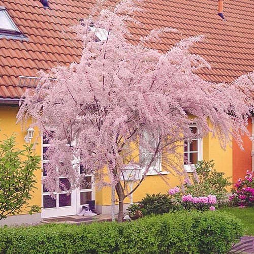 1 Pflanze(n), Kleinblütige Tamariske - Setzlinge: Ilość w opakowaniu: 1 Pflanze(n)