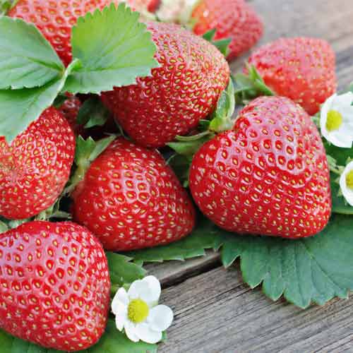 5 Setzling(e), Erdbeeren Renaissance - Setzlinge: Ilość w opakowaniu: 5 Setzling(e)