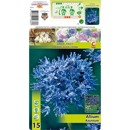 Allium Azureum - Bulbos: Ilość w opakowaniu: 15 bulbe