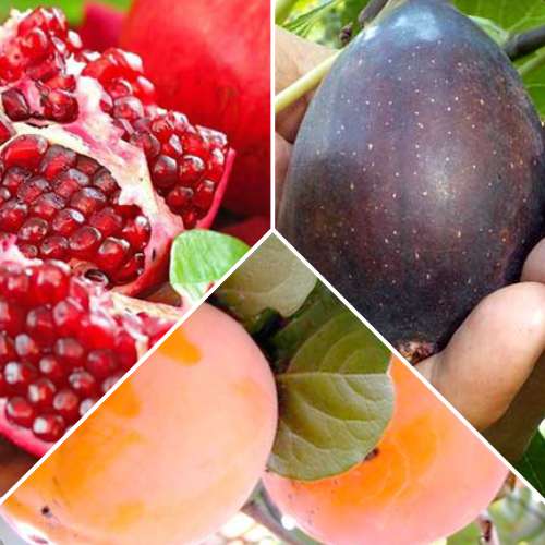 Surtido de frutas exóticas, 3 plantas - Plántulas: Ilość w opakowaniu: 3 plantas