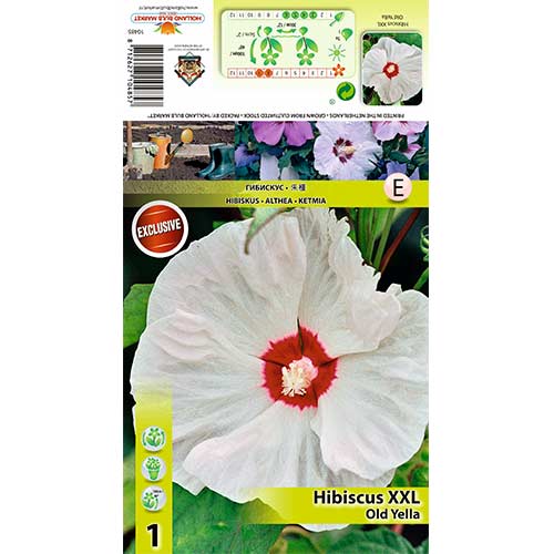 1 szt., Hibiskus bylinowy XXL Old Yella - Sadzonki: Ilość w opakowaniu: 1 szt.