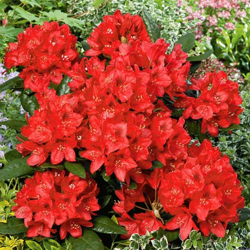 1 sadz, Rododendron (Różanecznik) Red Jack - : Ilość w opakowaniu: 1 sadz