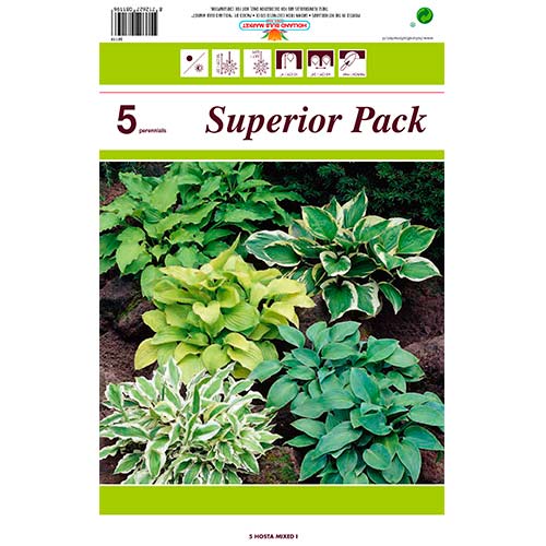 5 szt., Hosta (Funkia), mix kolorów - Byliny: Ilość w opakowaniu: 5 szt.